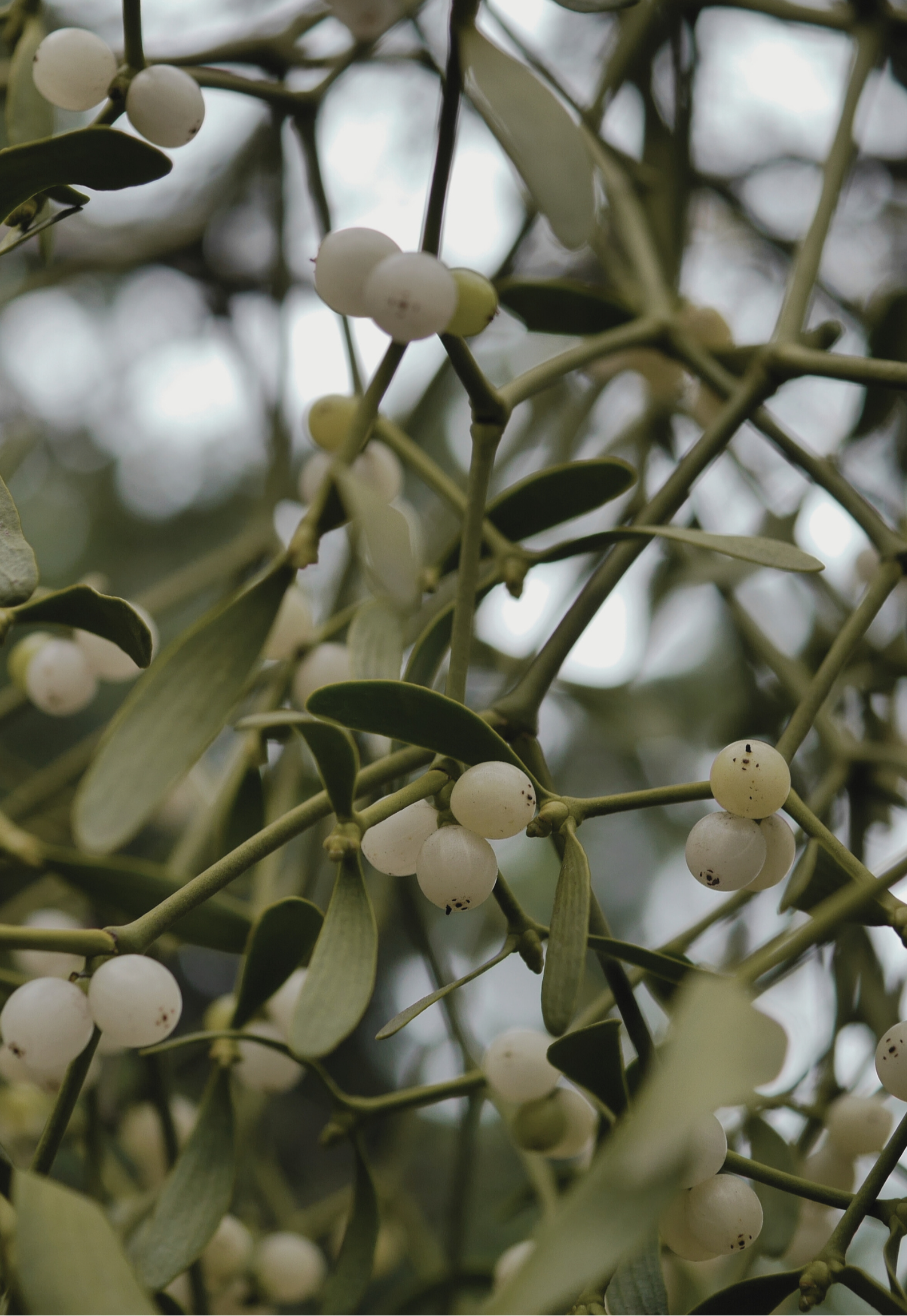 French Silver et Pearl Winter Mistletoe Brooch